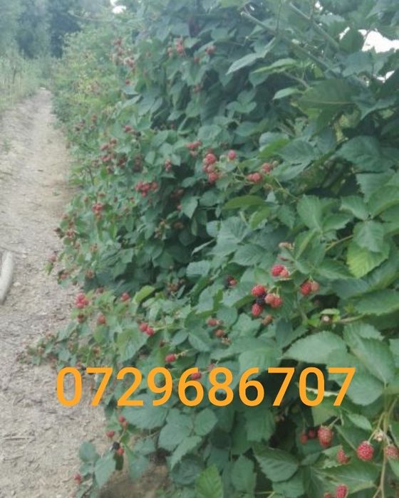 Vând butasi de zmeura polka și polana