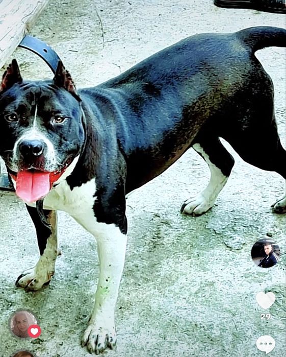 Amstaff  femela