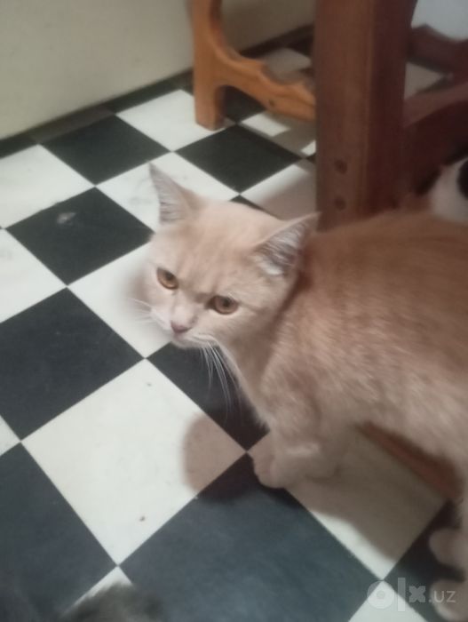 Продаются котята британской породы.