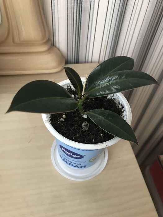 Продаю комнатные растения Фикусы сортовые