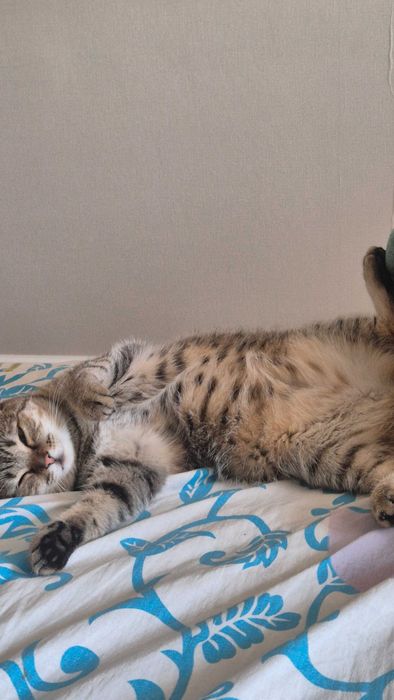 Кошка отдам в хорошие руки