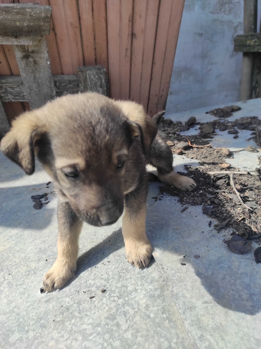 Подарявам кученца