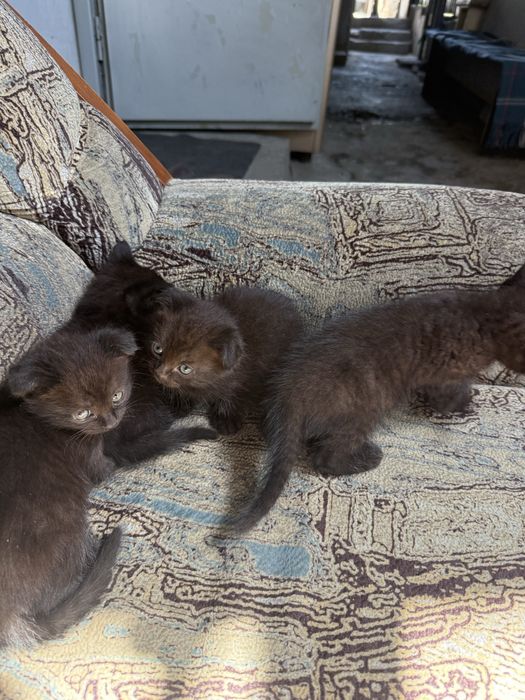 Котята веслоушки