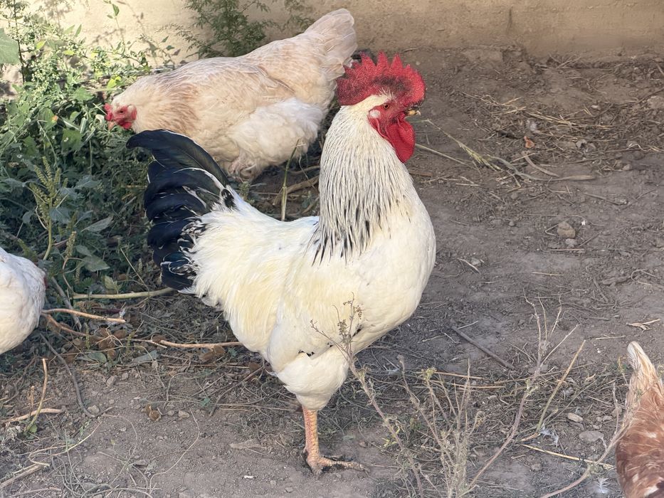 Куры домашние  продам