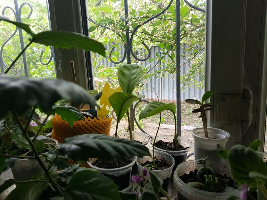 Растения комнатные