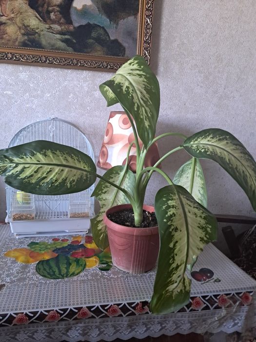 Продам комнатные  цветы.