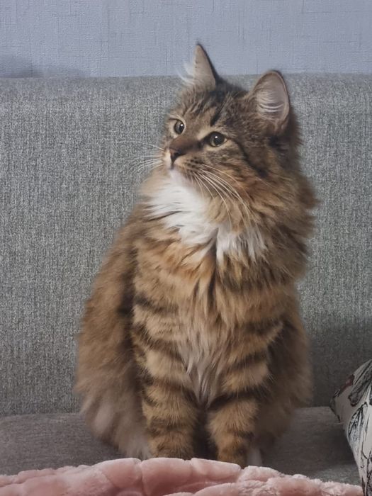 Отдам кошку в хорошие руки