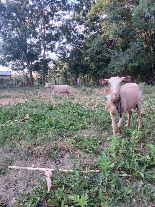Agro  si industiale vand capre
