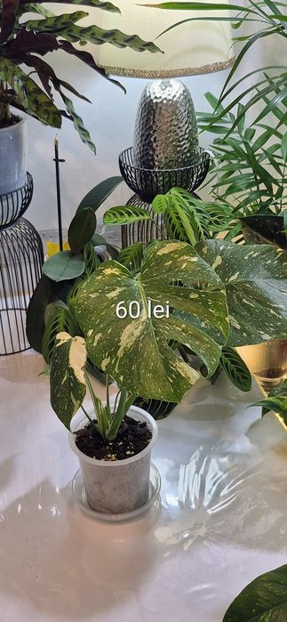 Monstera, begonia, scindapsus , philodendron, thai,aglaonema