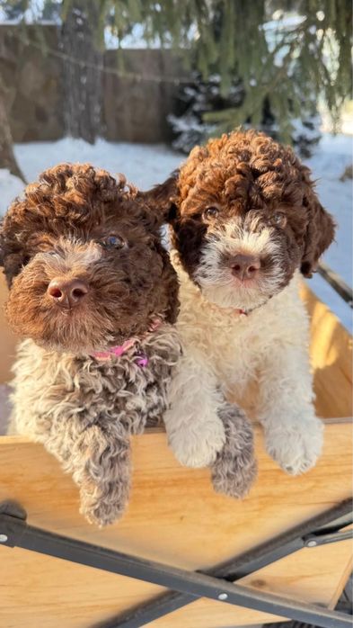 Щенки Лаготто Романьоло