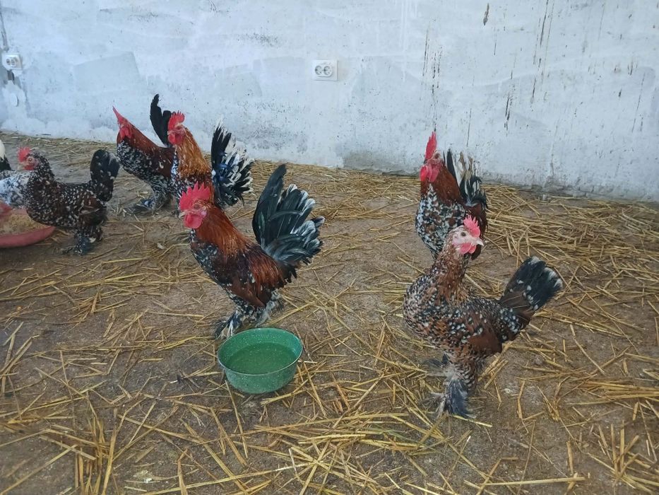 Tineret rasa pitica