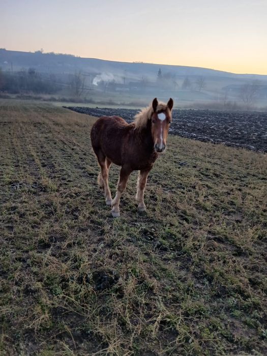 Vind mînz de 7 luni