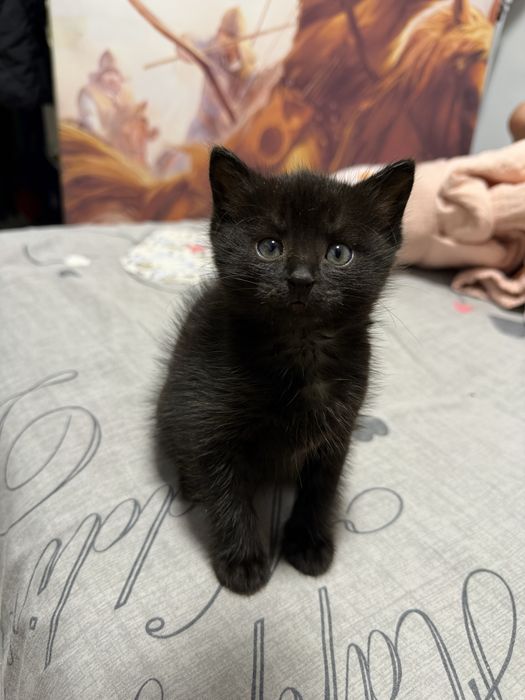Котята ( кошки) животные