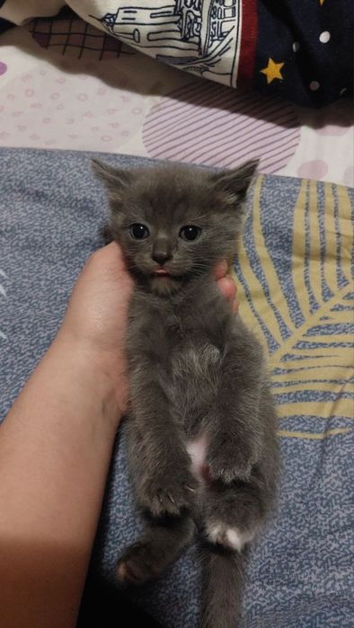 котята девочки 1 месяц