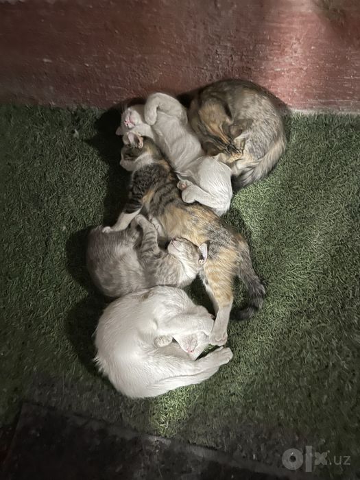 Котята 4 месяца