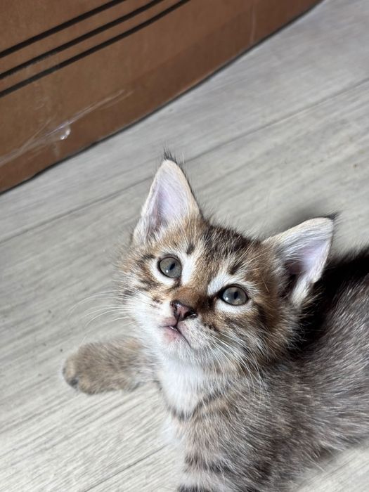 Отдам котят бесплатно