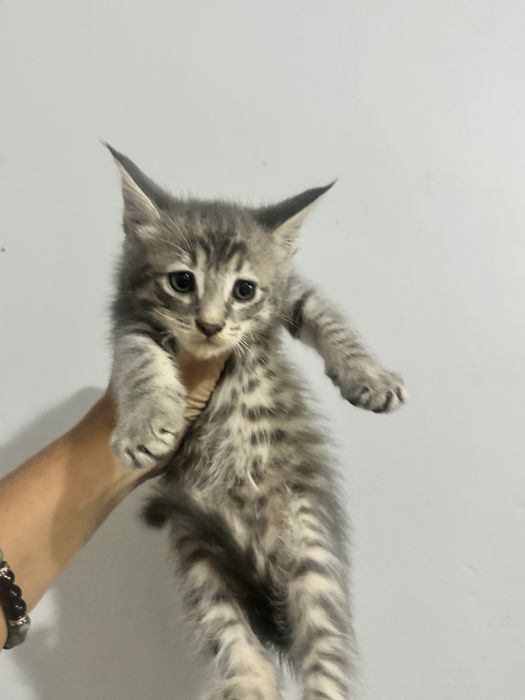 Мейн кун котята чистопородные
