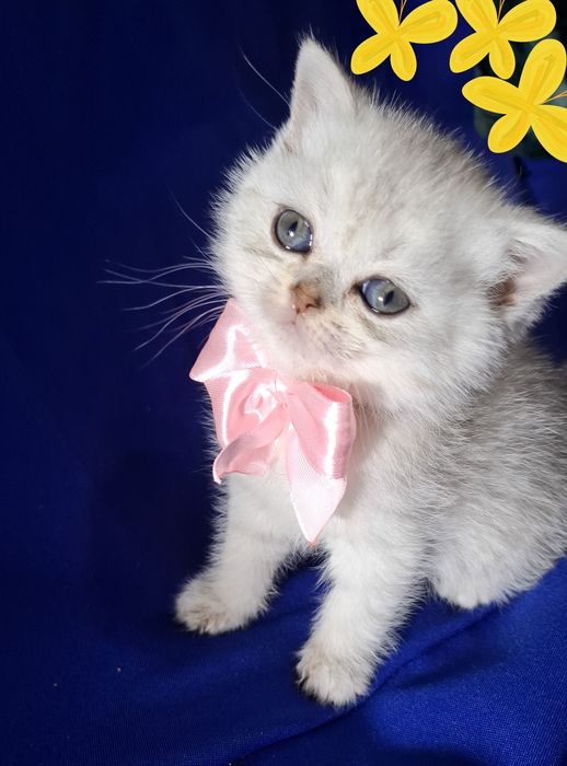 Котята от правильной вязки шиншилла