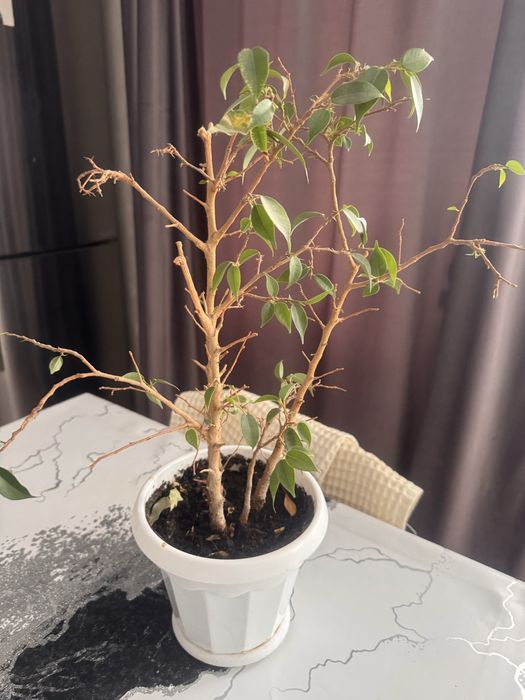 Комнатные цветы