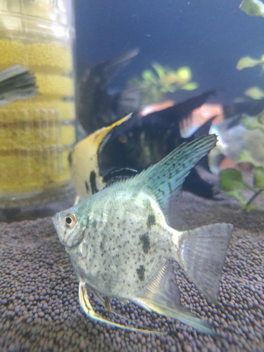 Скалярии балықтары