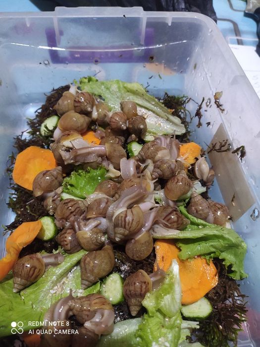 Ulitkaterapiya uchun ajoyib ULITKALAR!