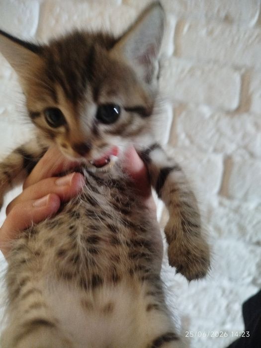 Продаю двух котят