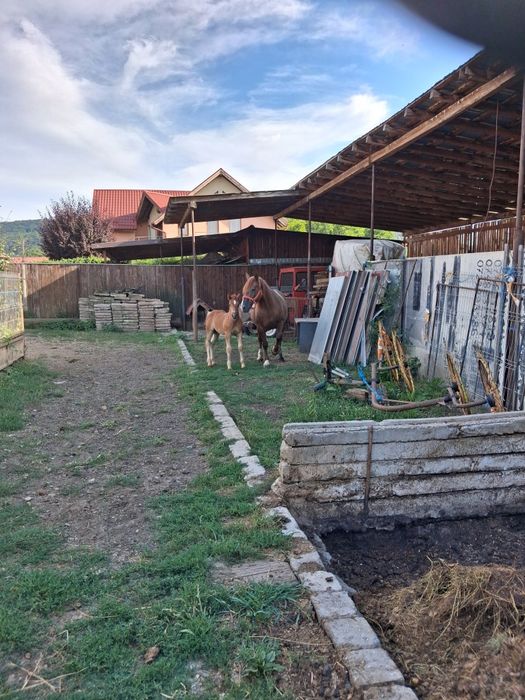 Iapa de vânzare 8-9 ani, negociabil