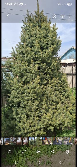 Продаётся живая  елка