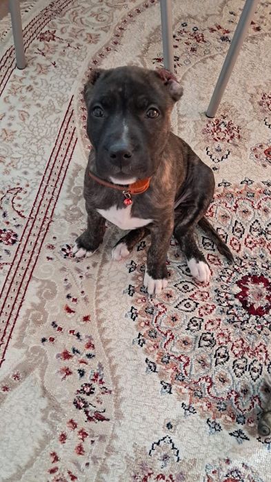 Стаффордширский терьер