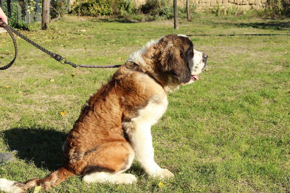 Момиче Санбернар