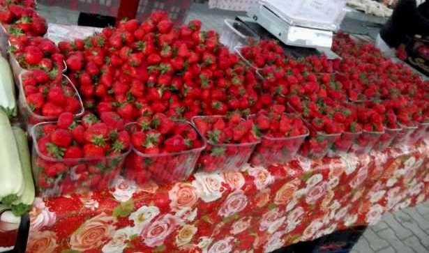 Oferta stoloni capsuni remontante