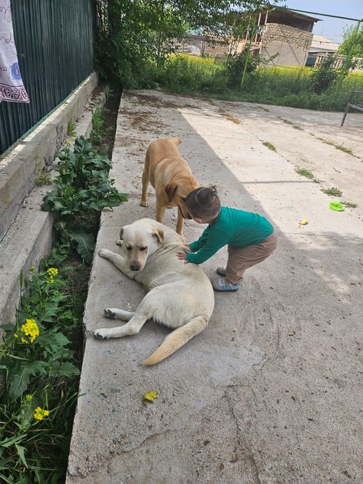 Щенки лабрадор-ретривер