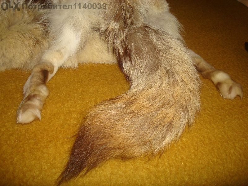 Яка от цяла лисица