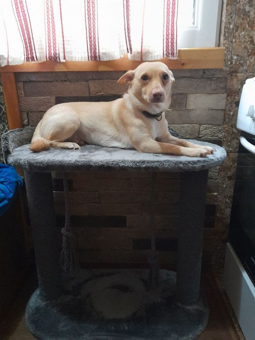 Когтеточки для котят  и кошек. Имеется в наличии Высота  60см 420000