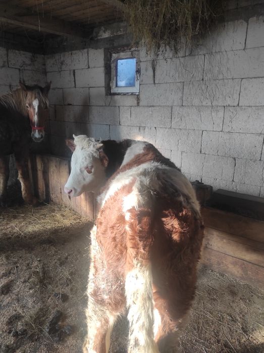 Vând 2 junici de 1an