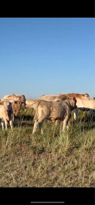 Аулиеколь коровы / Әулиекөл сиырлар