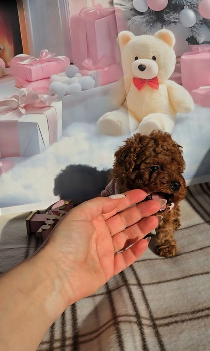 !РЕЗЕРВИРАНО!Пудел той с родословие - 5 поколения назад