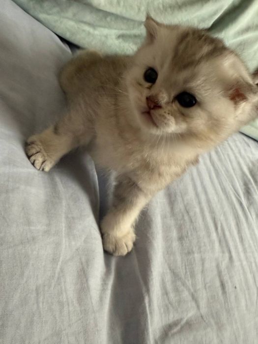 Скотиш фолд мальчики