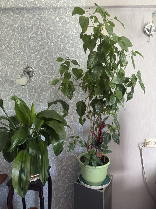 Декоративные цветы