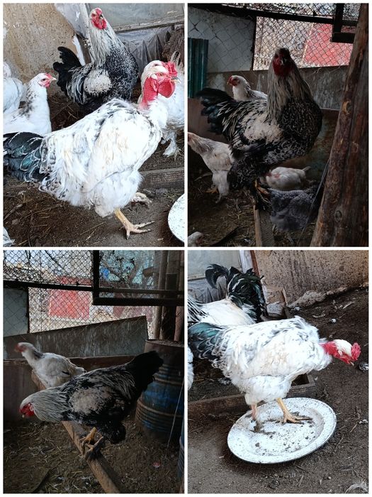 Қораздар (Петушки) Испанка Голошейка