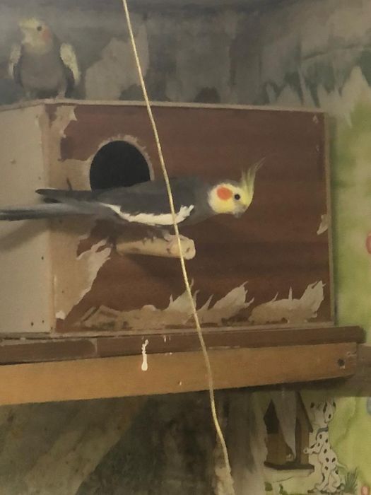 Попугаи нимфа корелла