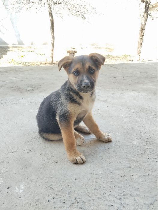 Kuchuk bolasi sotiladi