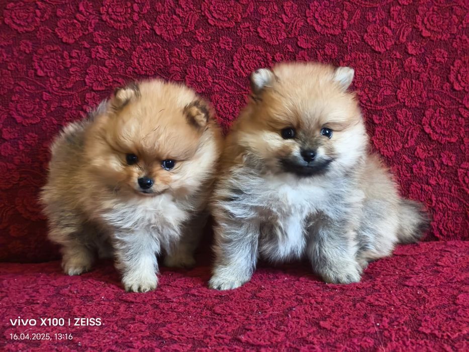 Очаровательные щенки шпица.