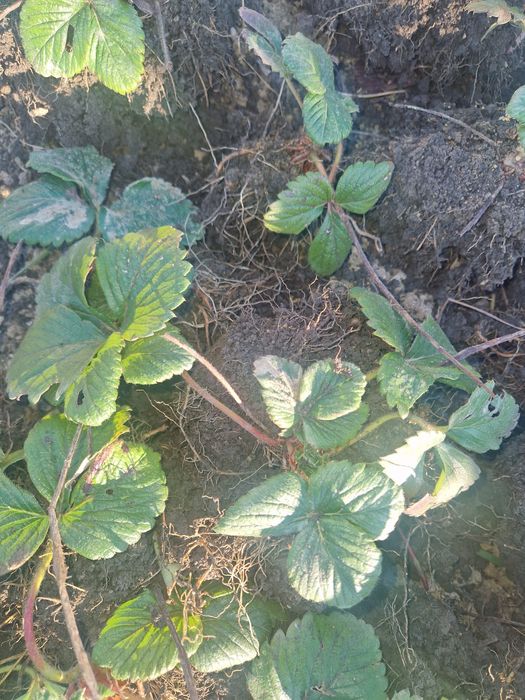 Vând stoloni de capsuni