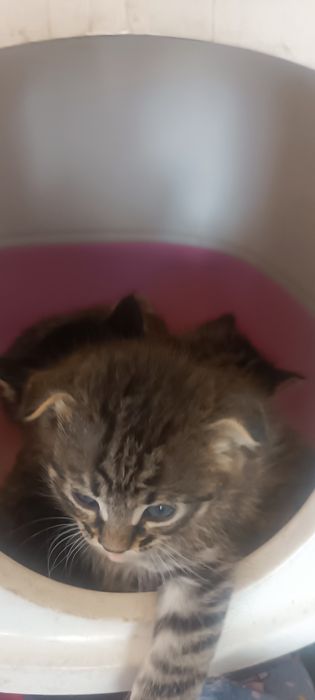 Отдам котят Бесплатно