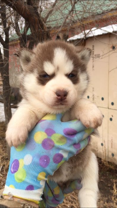 Шоколадная мечта