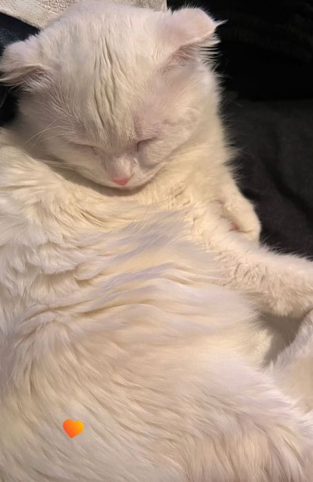 Вязка. Турецкая ангора. Вислоухий.