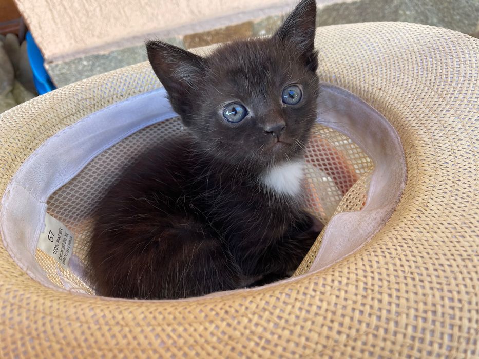 Pisici spre adopție