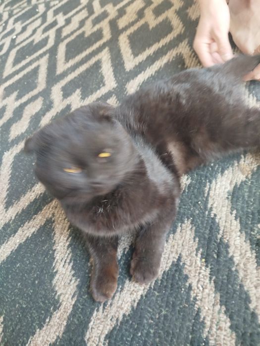 Симба кошка чёрный света