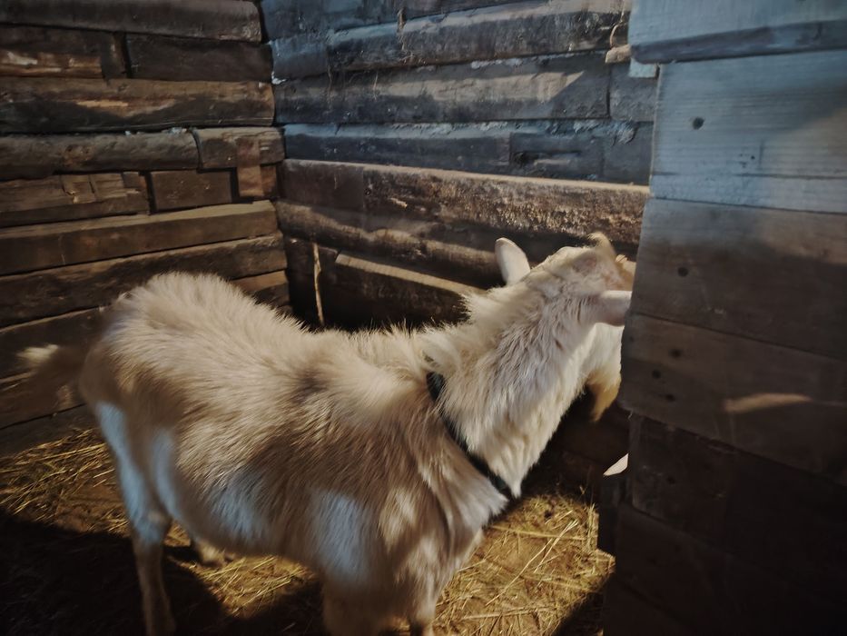 Продается козел зааненской породы